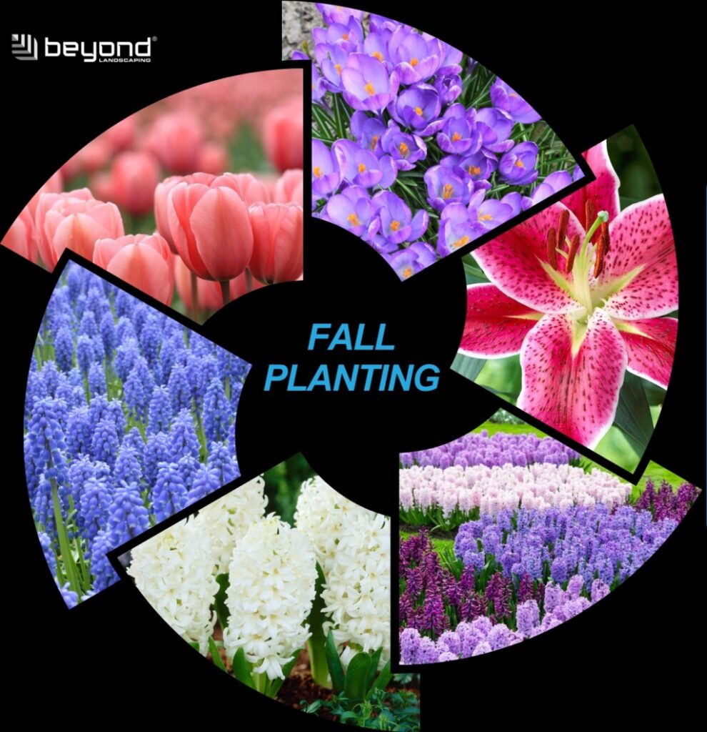 Fall Planting September Special e1727120865658
